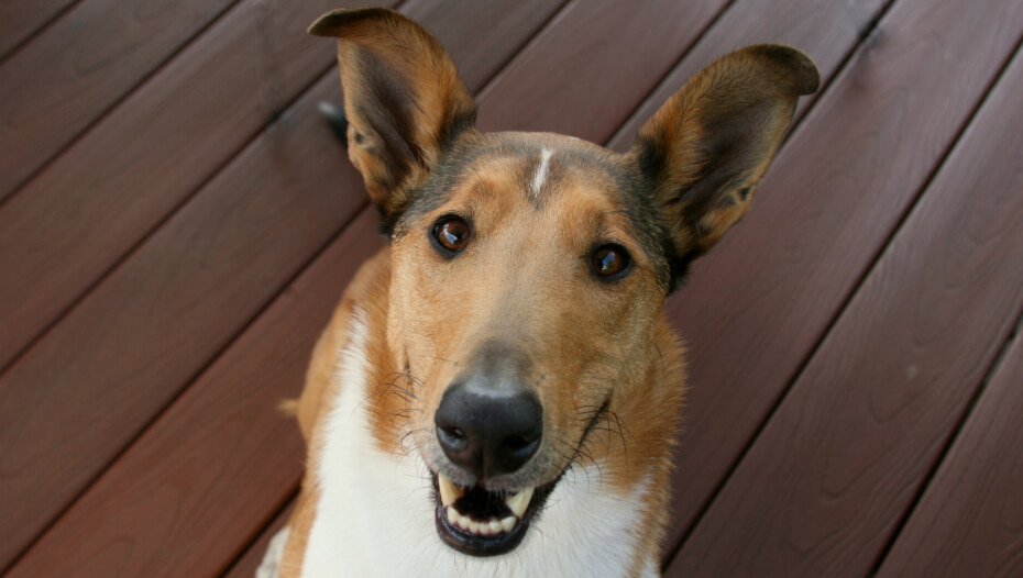 Smooth coated best sale collie puppies